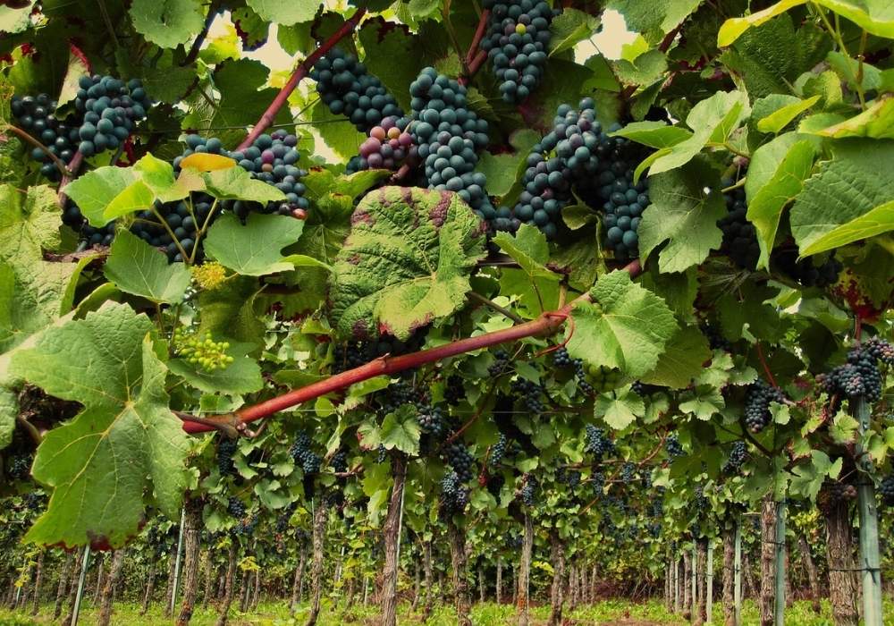 Weinherstellung Weinreben